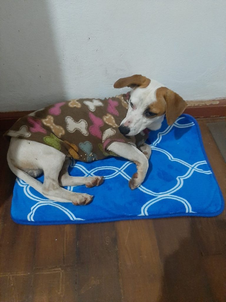 Cachorrinho é encontrado no XIV de Novembro