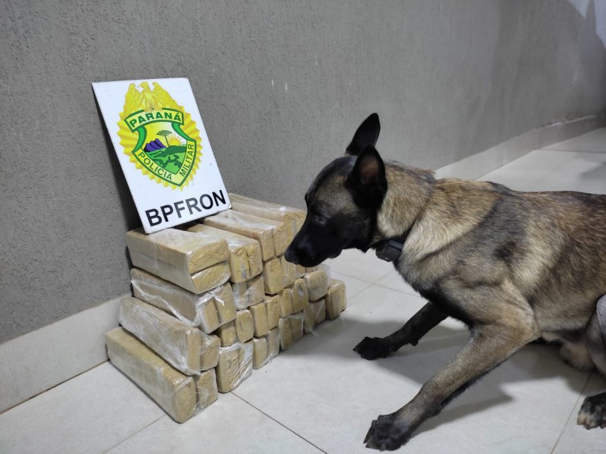 Mulher com identidade falsa é presa com 31kg de maconha em ônibus de linha