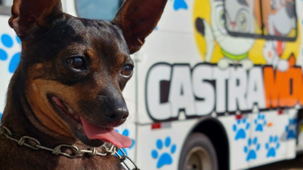 Mais um destaque: Prefeitura investiu cerca de R$ 4 milhões em ações de cuidados e bem-estar animal