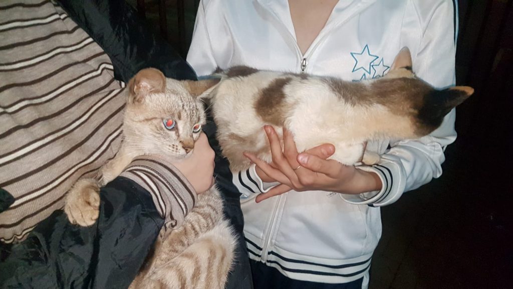 Estudantes relatam maus tratos e abuso a duas gatinhas