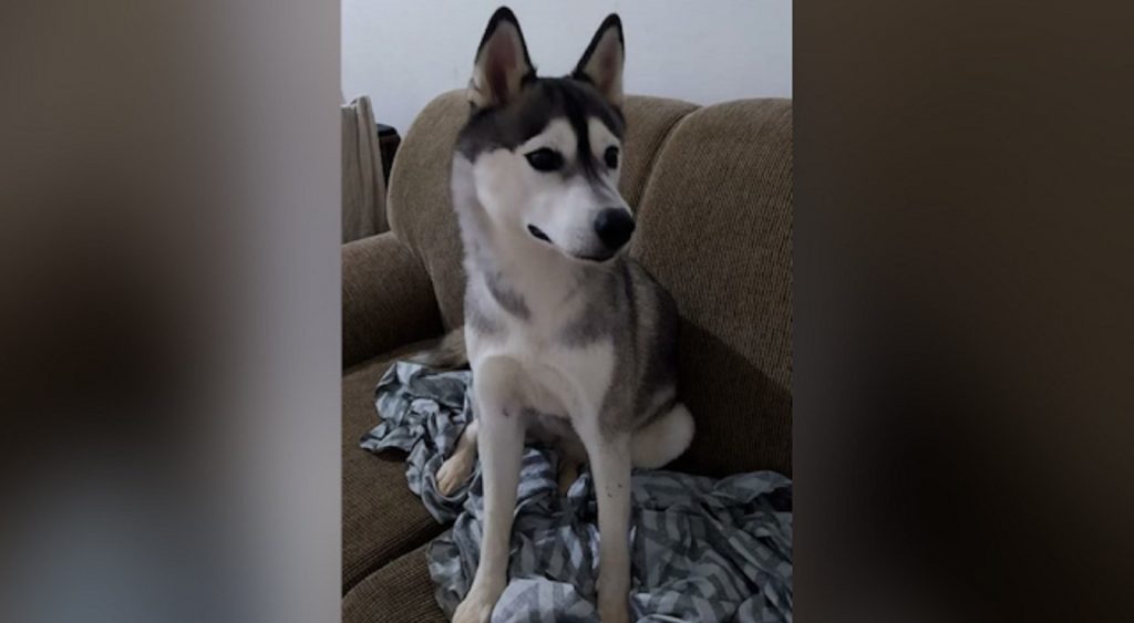 Internauta encontra cachorra e tenta localizar o dono