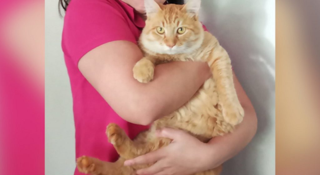 Internauta procura por gato que sumiu na região do Bairro Cascavel Velho