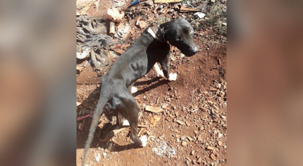 Internauta pede ajuda para tratamento de cachorro que está ferido
