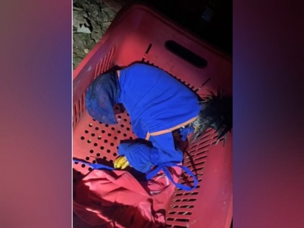 Após denuncia de “rinha de galo”, polícia encontra animais mortos e feridos, e detém dois homens