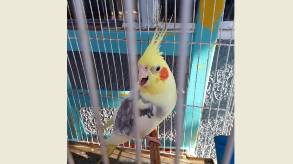 Calopsita foi encontrada na Rua da Prata, no Bairro Morumbi