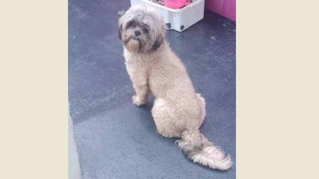 Internauta encontrou cachorrinho Shih-tzu no Bairro Santos Dumont