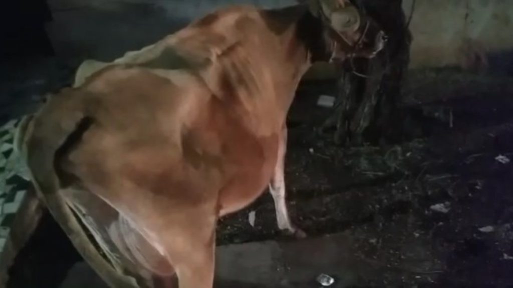 Vaca é encontrada caminhando em via pública no Bairro Floresta e chama a atenção dos moradores
