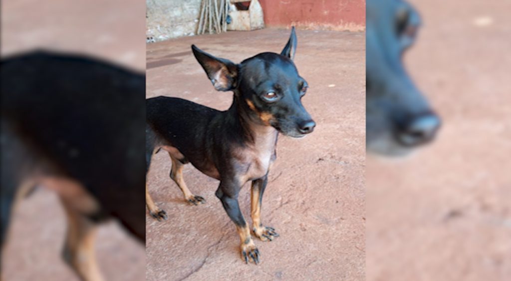 Cachorrinho está desaparecido no Presidente