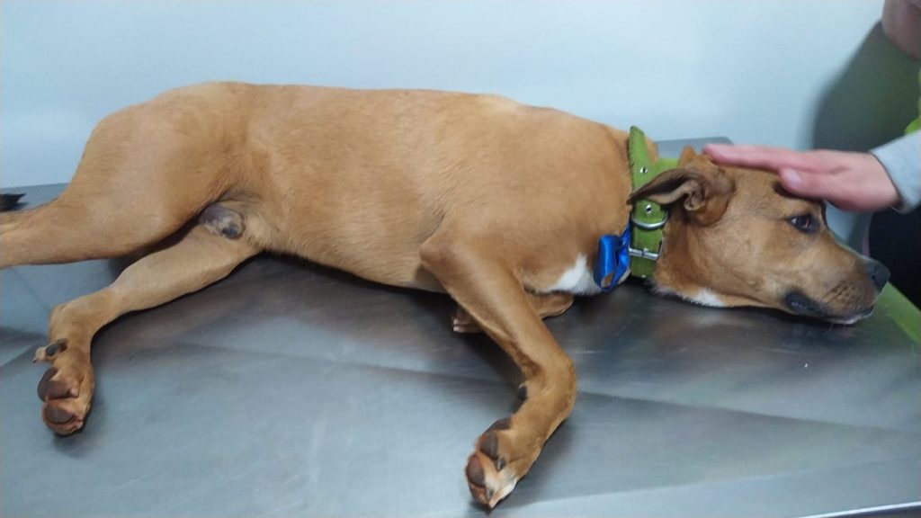 Cachorro com coleira foi resgatado no Centro