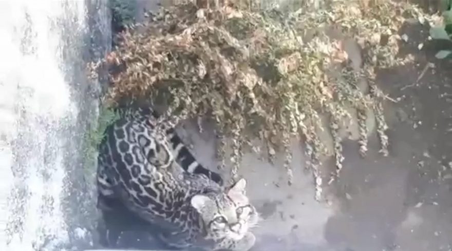 Vídeo: Jaguatirica invade residência e mobiliza equipes do Corpo de Bombeiros