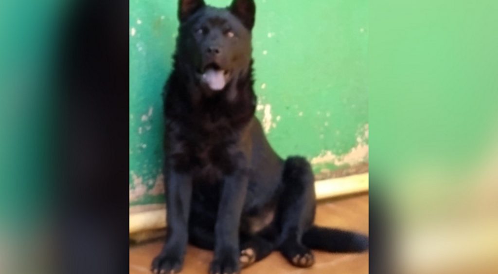 Internauta procura cachorro que sumiu na região do Guarujá