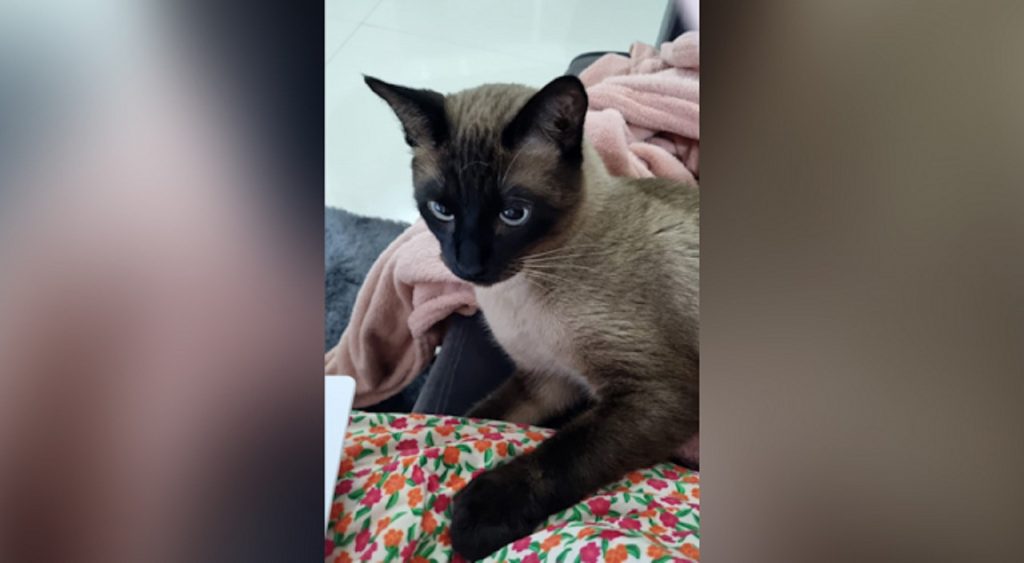 Internauta procura por gatinho que sumiu na região do Bairro Coqueiral