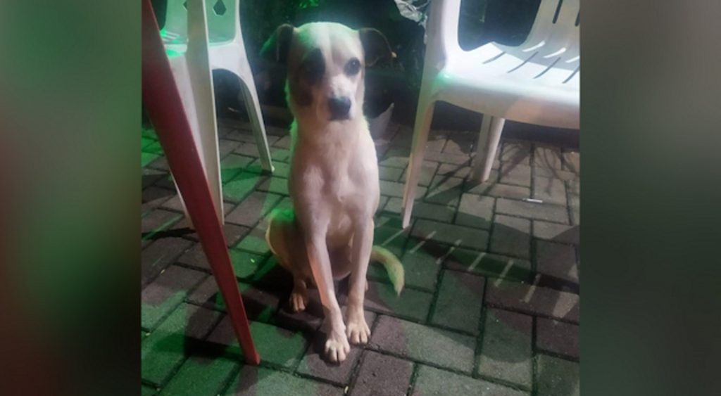 Internauta encontra cachorro perdido e tenta localizar o dono