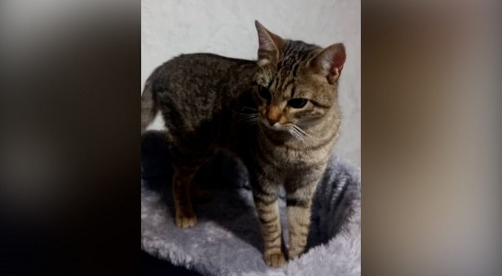 Internauta localiza gatinho perdido e procura pelo dono