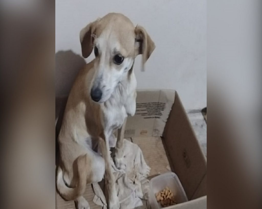 Internauta localiza cachorrinha perdida e procura o dono