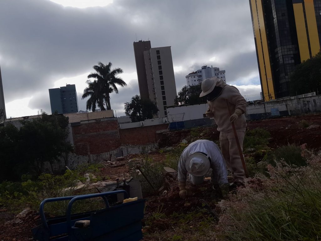 Defesa Civil realiza retirada de enxame de abelhas no Centro