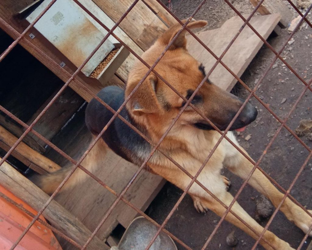 Cachorro Rambo sumiu no Brasmadeira