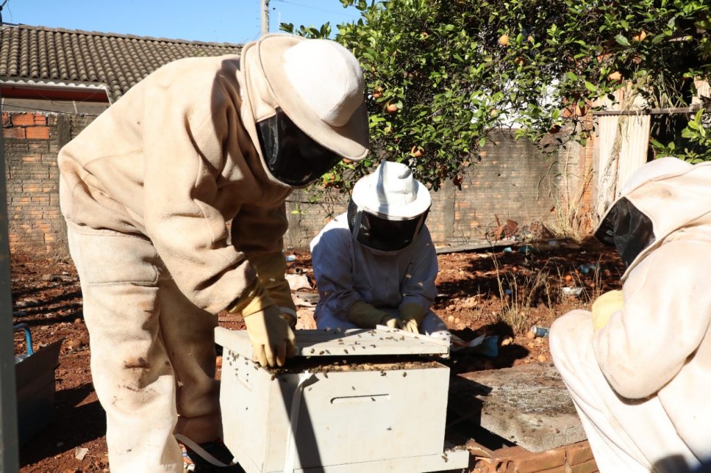 500 atendimentos de remoção de abelhas foram feitos este ano pela Defesa Civil