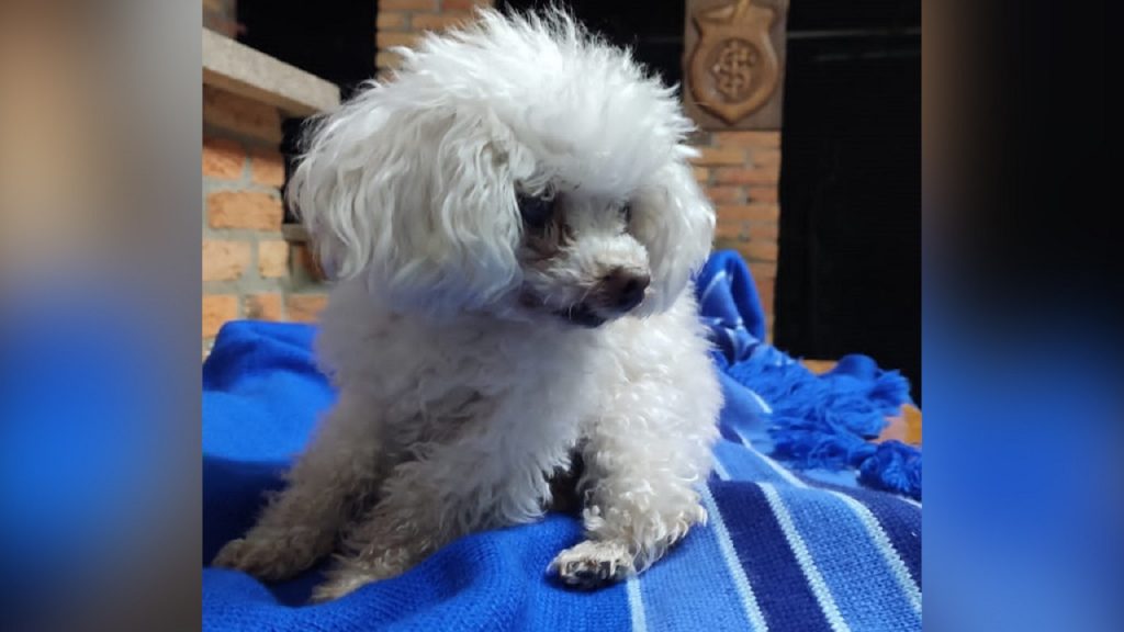 Internauta encontra cachorrinha perdida na Rua Recife e procura o dono