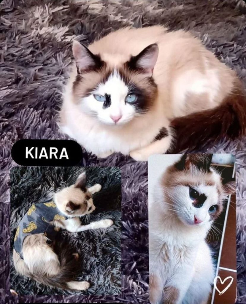 Kiara desapareceu no Presidente; oferece-se recompensa por ela