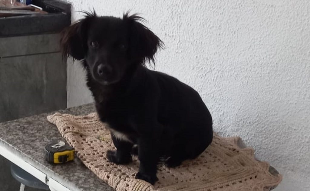 Internauta procura cachorrinho que sumiu no Bairro Brasmadeira, em Cascavel