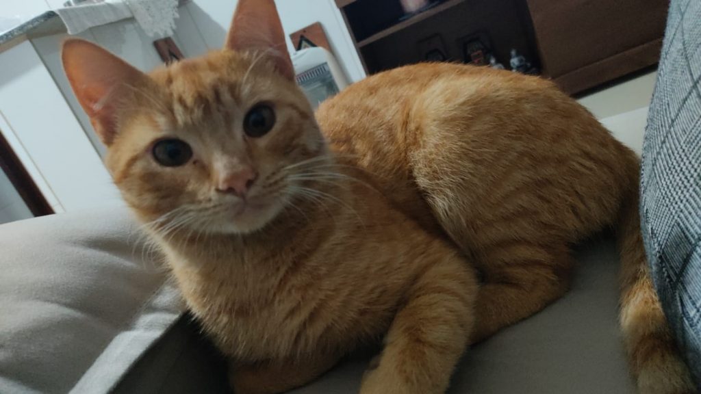 Internauta localiza gatinho perdido e procura por dono
