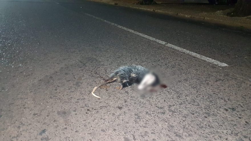 Marsupial é atropelado e morre na Rua Paraná, no Centro