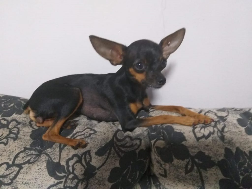 Internauta procura cachorrinha que sumiu no Bairro Neva