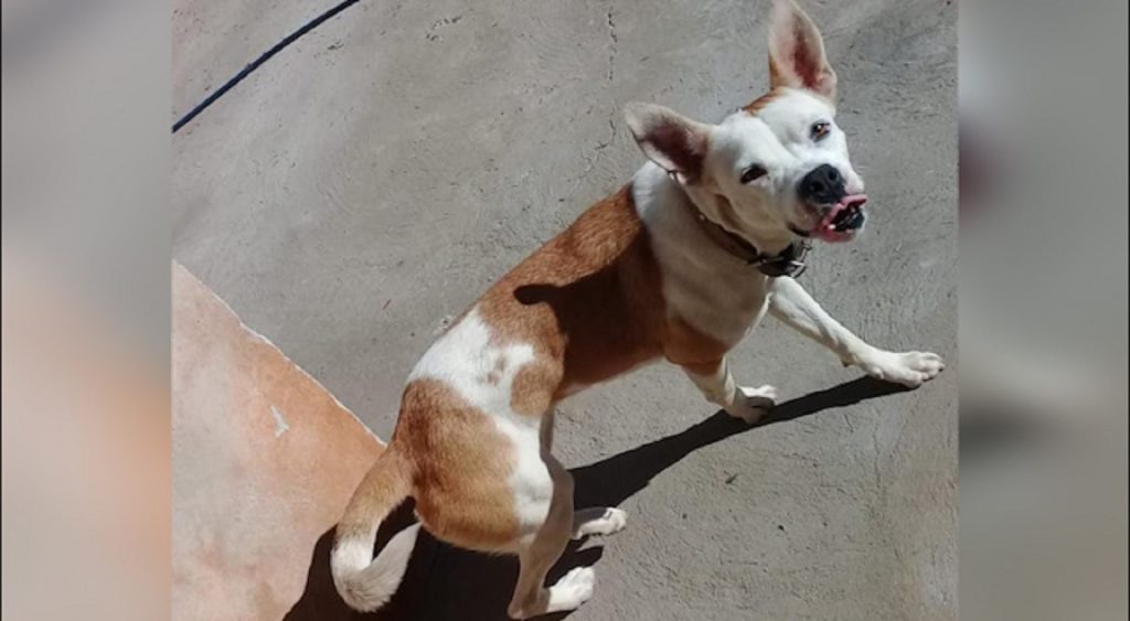 Internauta procura por cachorrinha que sumiu na região do Bairro Esmeralda