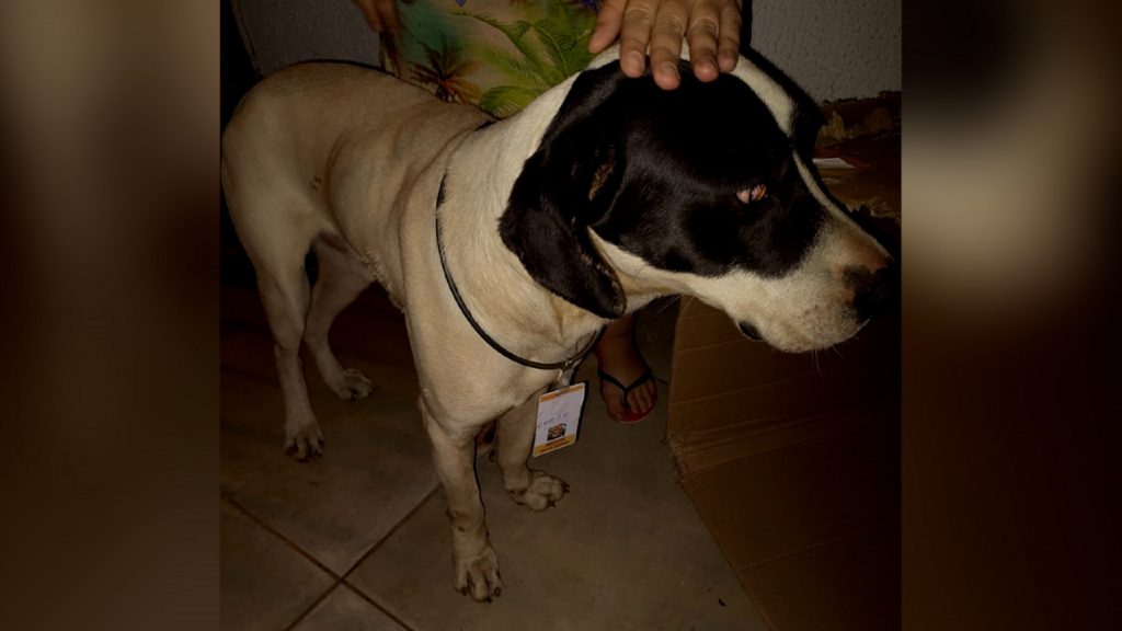 Internauta encontra cachorro perdido com crachá no Bairro Esmeralda e procura o dono