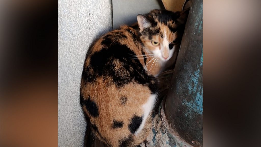 Internauta procura dono da gatinha que está na foto