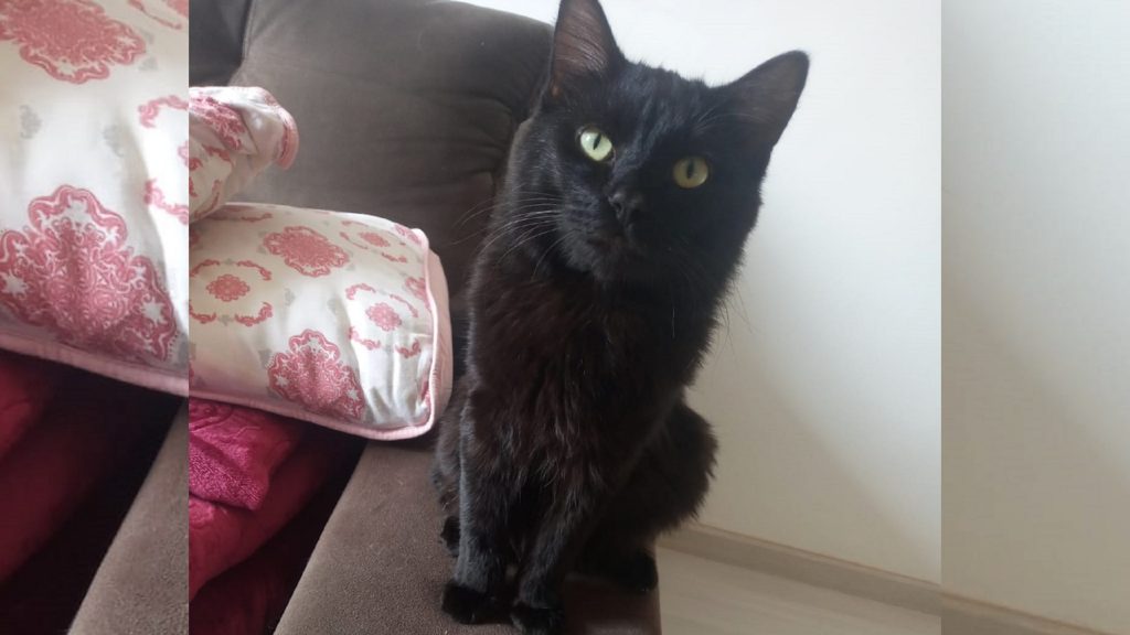 Internauta procura gato que sumiu da região do Bairro Brasmadeira
