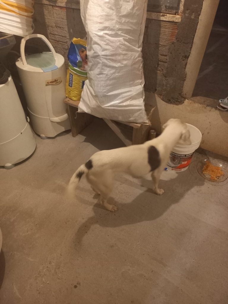 Cadelinha é encontrada no Brasmadeira