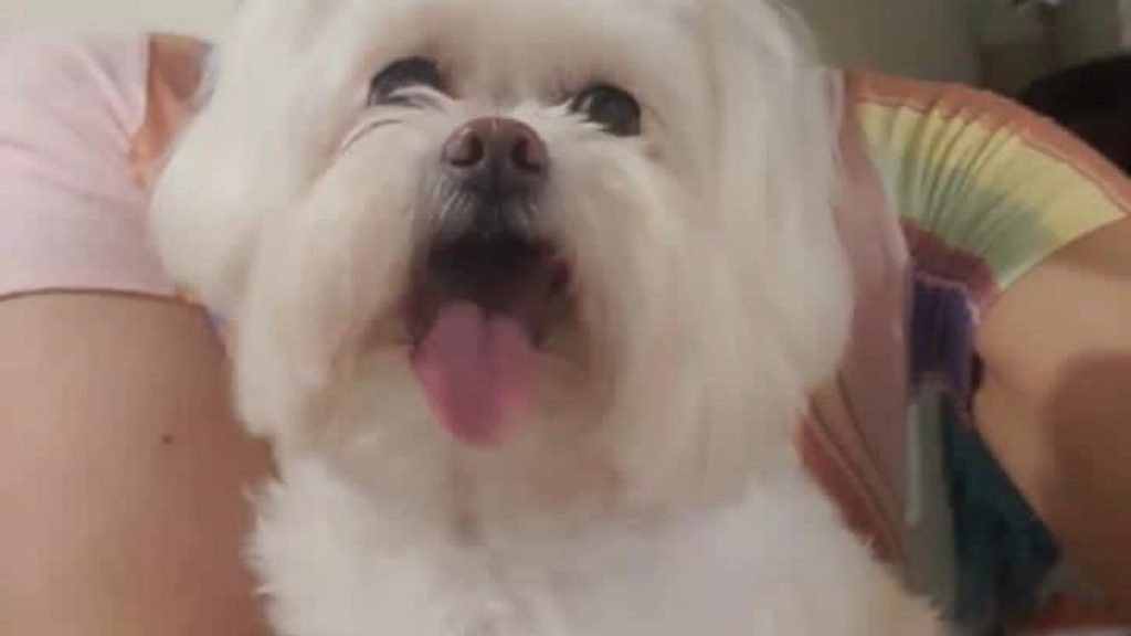 Cachorrinha que atende por “Kira” sumiu na região do Bairro Neva Cachorrinha que atende por “Kira” sumiu na região do Bairro Neva