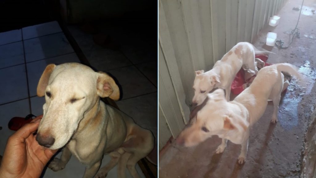 Cadela e filhotes desapareceram perto do Parque Tarquínio, no Bairro Parque São Paulo Cadela e filhotes desapareceram perto do Parque Tarquínio, no Bairro Parque São Paulo