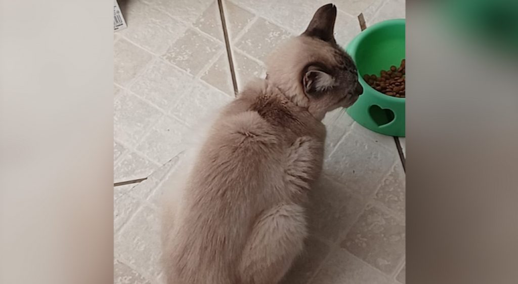 Gato ‘Jorge’ está perdido na região do Bairro Alto Alegre