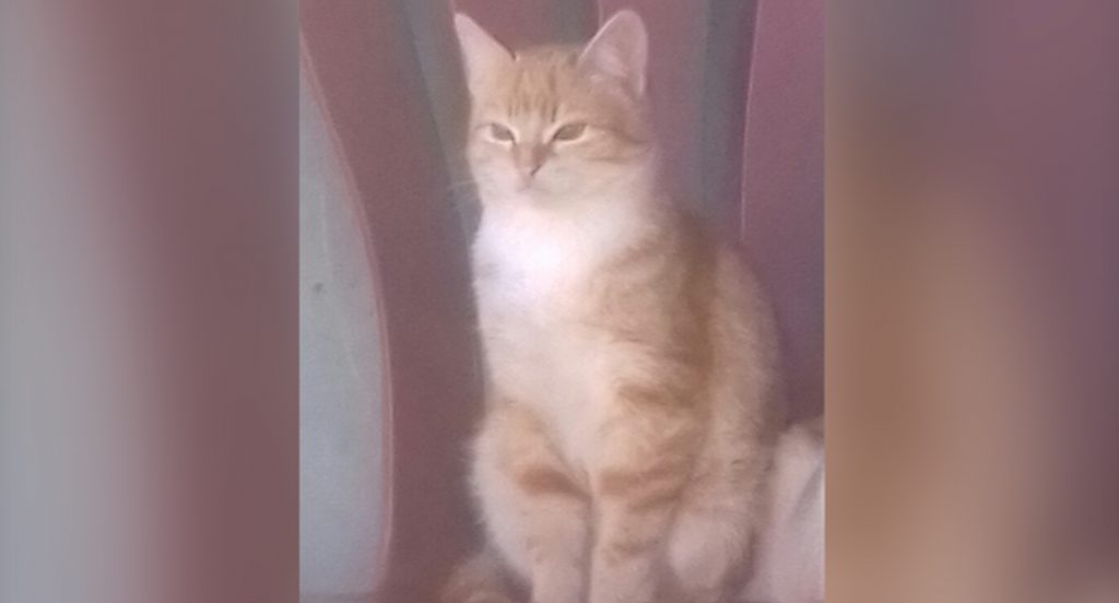 Internauta pede ajuda para encontrar gata que sumiu no 14 de Novembro