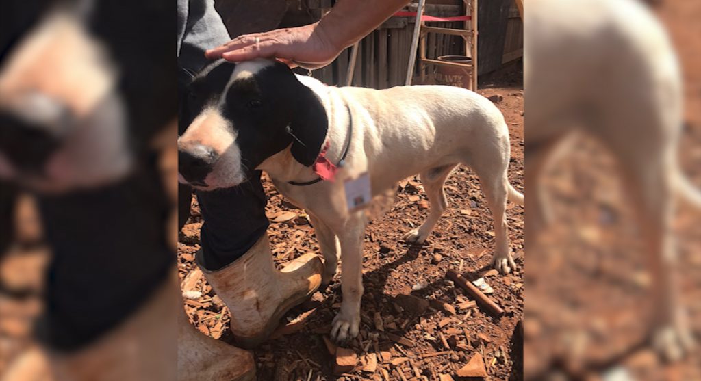 Cachorrinho com crachá com nome de ‘João Vitor’ é encontrado
