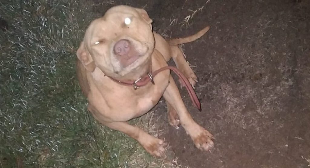 Pit Bull “Jolie” fugiu de sua casa no Brasmadeira