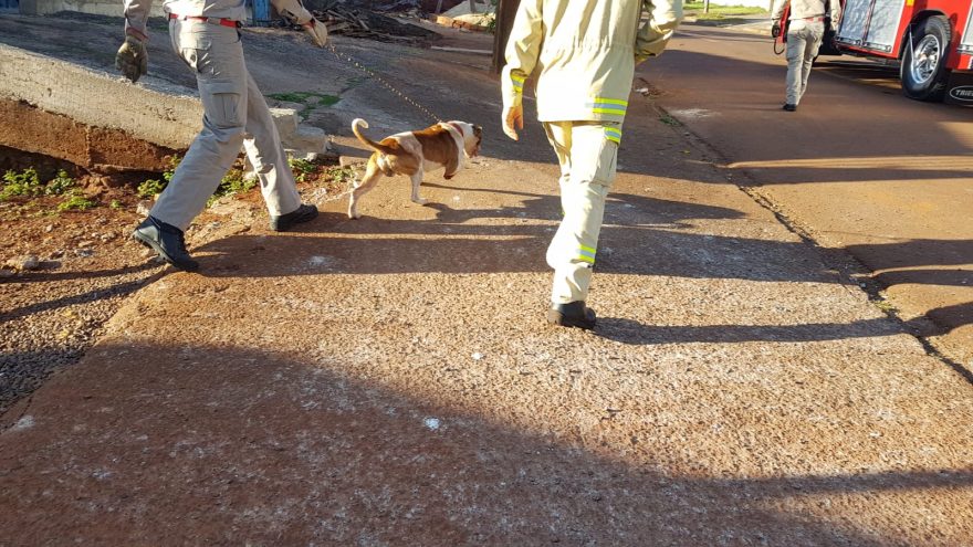 Pitbull invade residência no Cascavel e Corpo de Bombeiros é acionado para resgate