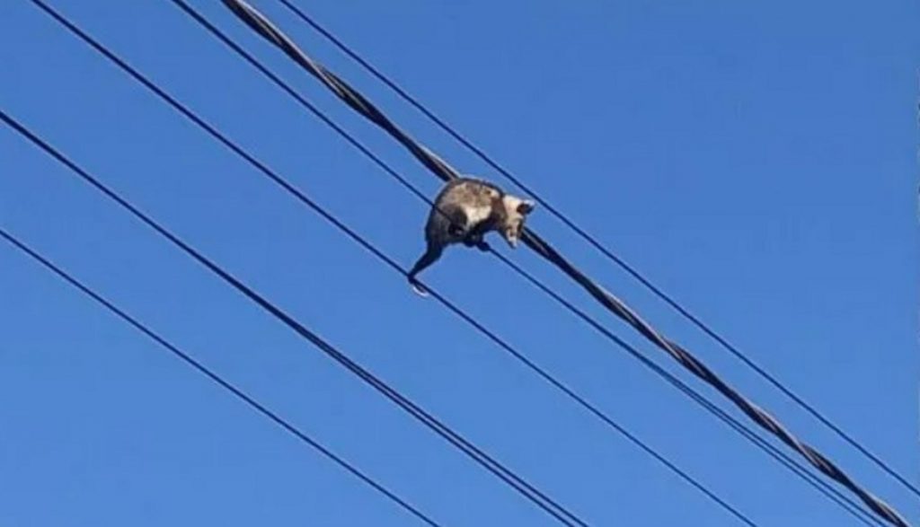 Gambá fica preso em fios da rede elétrica e é resgatado pelos Bombeiros