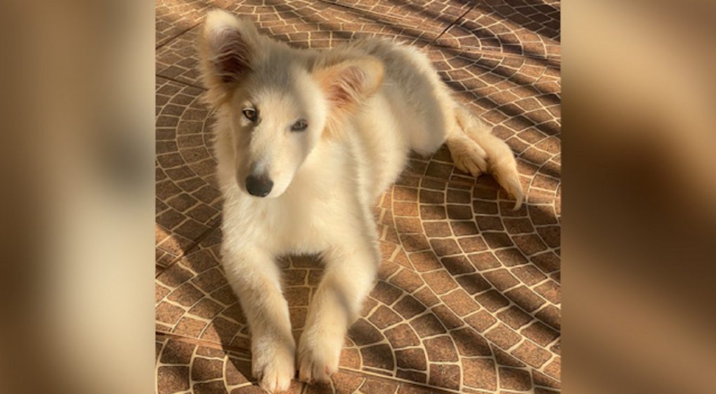 Internauta encontra cachorra perdida e tenta localizar o dono