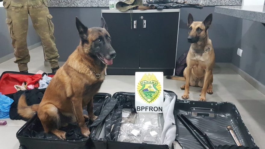Athena e Guerreiro encontram haxixe ‘gourmet’ em ônibus de linha; passageira foi detida pelo BPFron