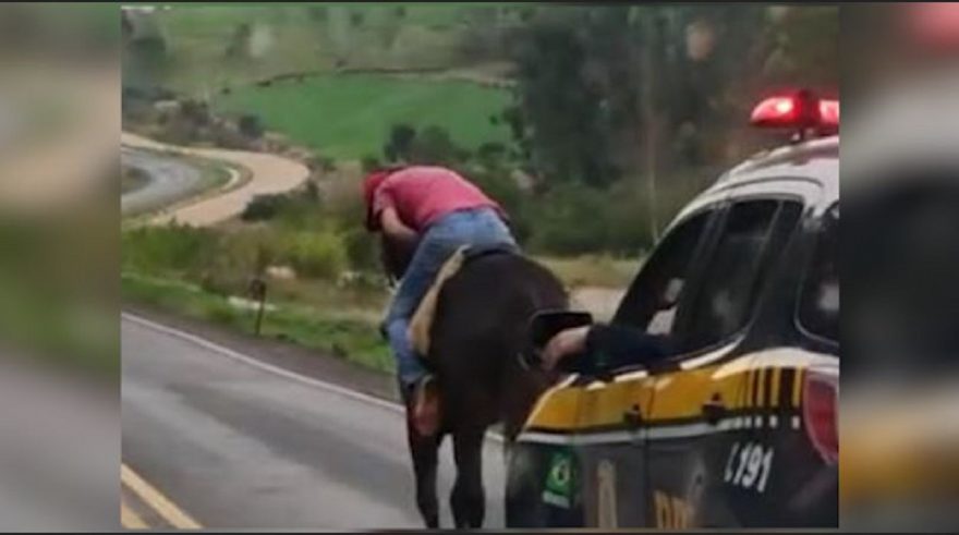 ‘Pé de cana’ é carregado por seu cavalo; PRF acompanhou de perto
