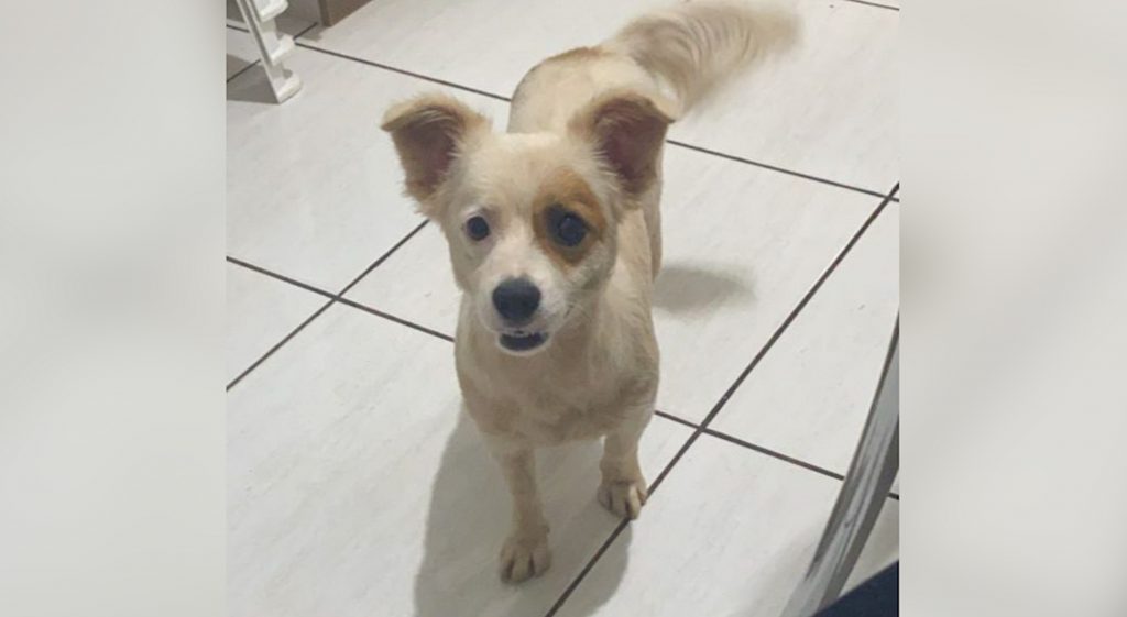 Cachorrinha Meg fugiu nas proximidades do Terminal Sul