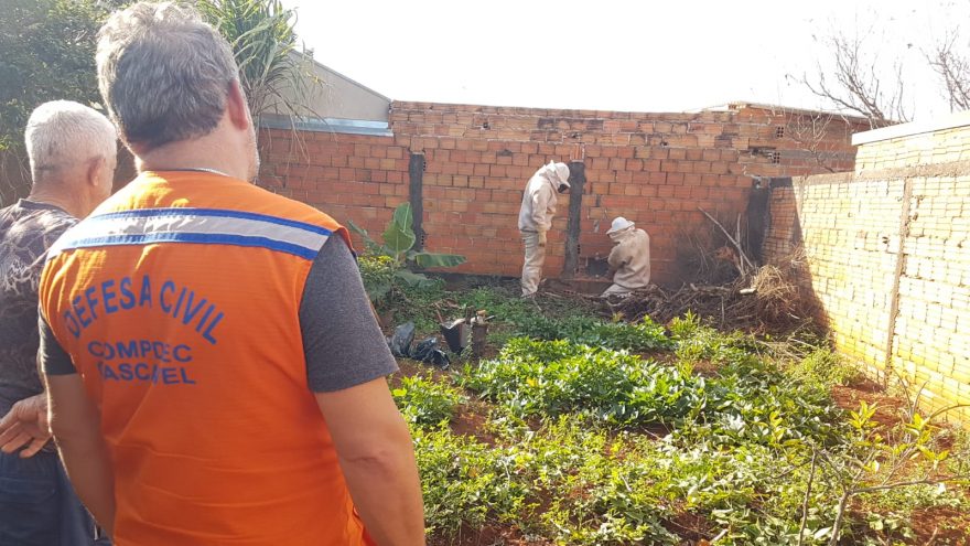 Enxame de abelhas se instala entre paredes de traz trabalho à equipe da Defesa Civil