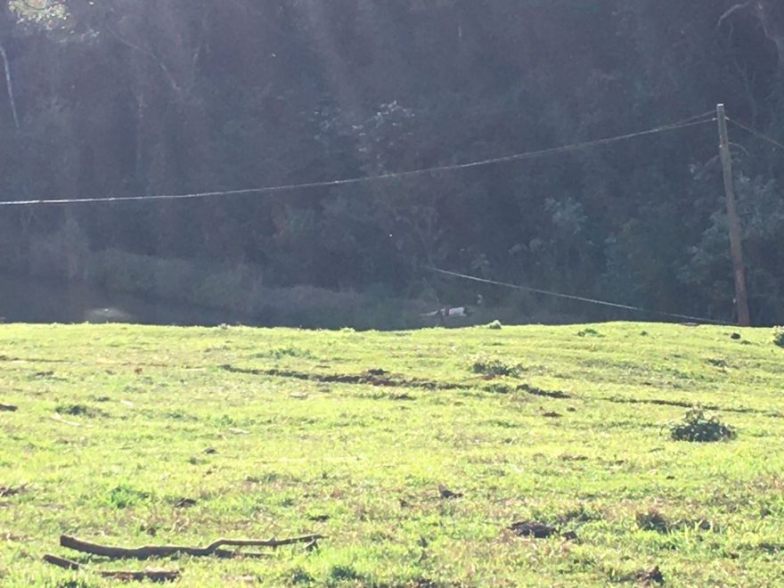 Em surto, homem invade açude e morre afogado em área rural de Cascavel