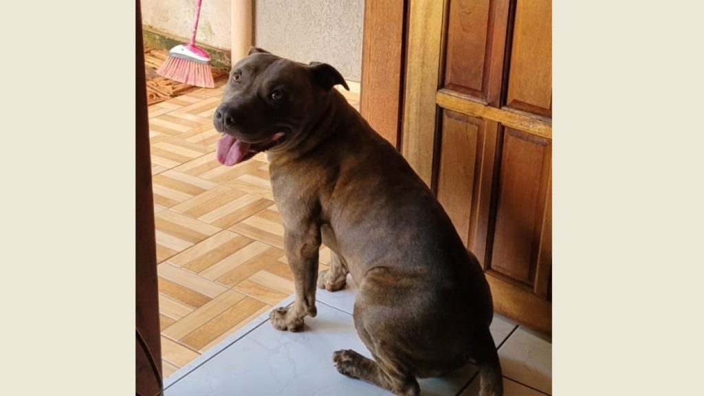 Internauta pede ajuda para localizar cachorro que sumiu na região do Brasília Internauta pede ajuda para localizar cachorro que sumiu na região do Brasília