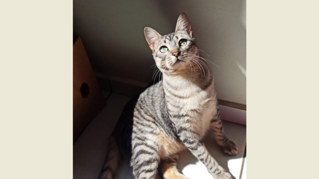 Gata que atende por “Rubi” sumiu no distrito de Sede Alvorada Gata que atende por “Rubi” sumiu no distrito de Sede Alvorada