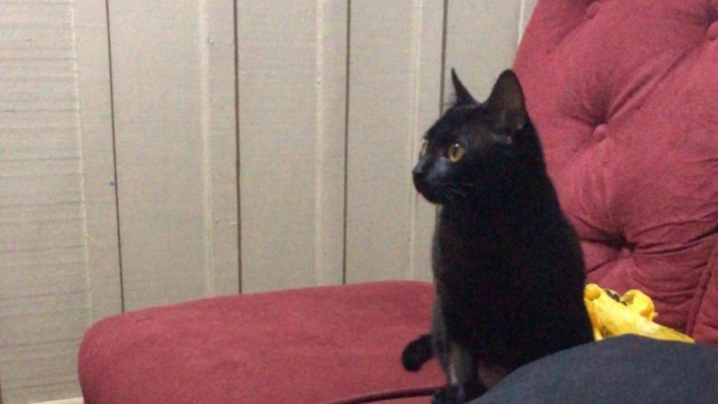 Gatinha desapareceu na região do Bairro Neva Gatinha desapareceu na região do Bairro Neva
